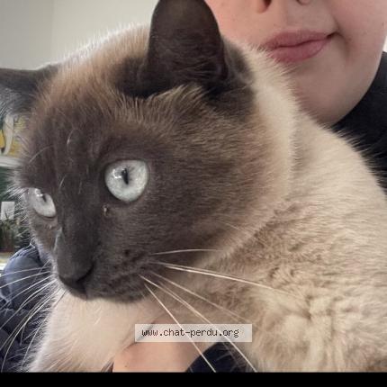 Foto 1/1 Tina Chat perdido en Plomodiern