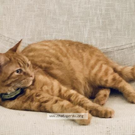 Foto 1/1 Sully Chat perdido en Bruges