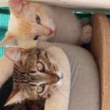 Foto del gato perdido en Saint Antoine De Ficalba