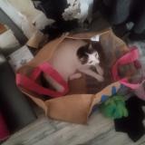 Foto del gato perdido en L Hermenault