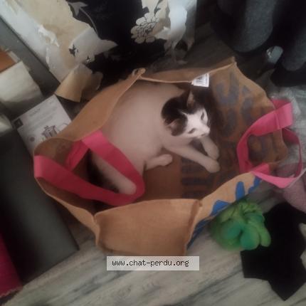 Foto 1/1 Yu Yan Chat perdido en L hermenault