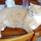 Foto del gato perdido en Tours