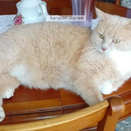 Foto 1/1 Daisy Chat perdido en Tours