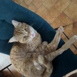 Foto del gato perdido en Seysses