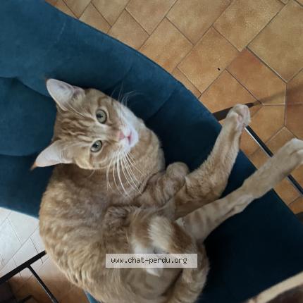 Foto 1/1 Gambas Chat perdido en Seysses