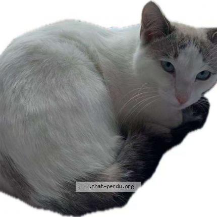 Foto 1/1 Flocon Chat perdido en Ivry sur seine