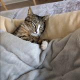 Foto del gato perdido en Neuville En Ferrain