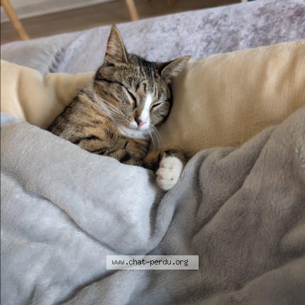 Foto 1/1 Kewkew Chat perdido en Neuville en ferrain