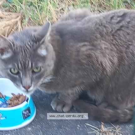 Foto 2/2 Gato encontrado Encontrado en Grenade