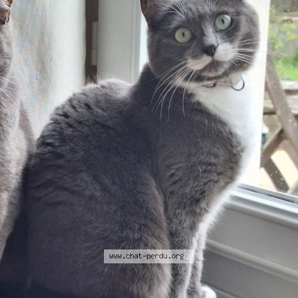 Foto 1/1 Vicky Chat perdido en La garnache