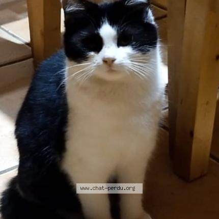 Foto 1/1 Gato encontrado Perdido en Pont d ain