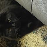 Foto del gato perdido en Otterburn Park