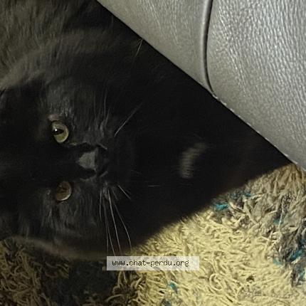 Foto 1/1 Méo Chat perdido en Otterburn park