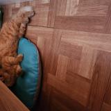 Foto del gato perdido en Brie Comte Robert