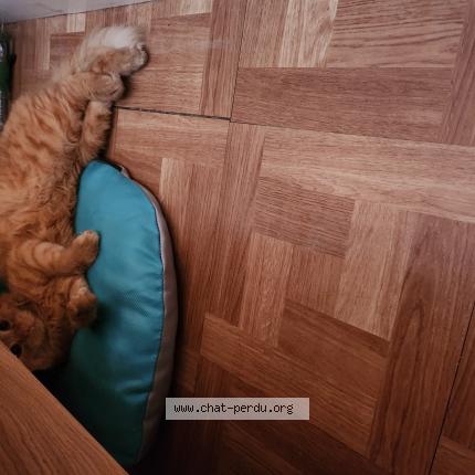 Foto 1/1 Escanor Chat perdido en Brie comte robert