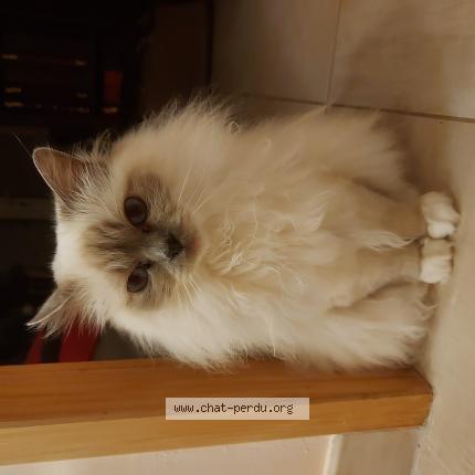 Foto 1/1 Lulu Lisbonne Chat perdido en Beziers