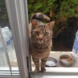 Foto del gato perdido en Vieux Charmont