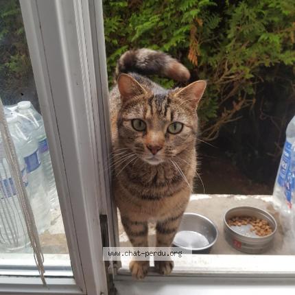Foto 1/1 Minette Chat perdido en Vieux charmont