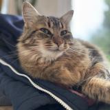 Foto del gato perdido en La Montagne