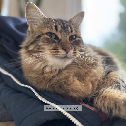 Foto 1/1 Chicor&eacute;e Chat perdido en La montagne