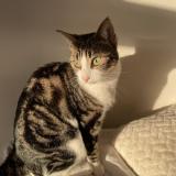 Foto del gato perdido en Caudebec Les Elbeuf