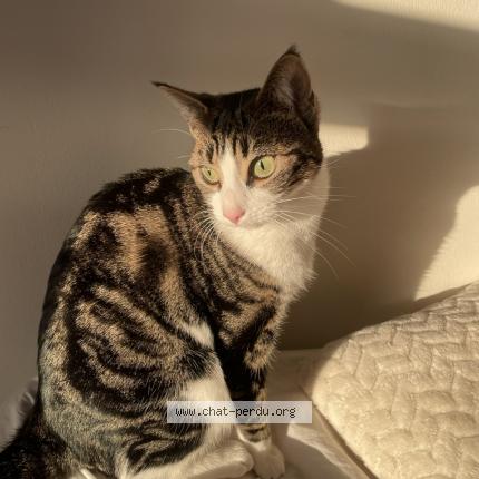 Foto 1/1 Mira Chat perdido en Caudebec les elbeuf
