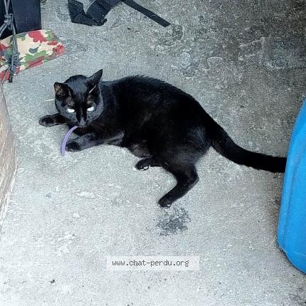 Foto 1/1 Gato encontrado Encontrado en Ardon