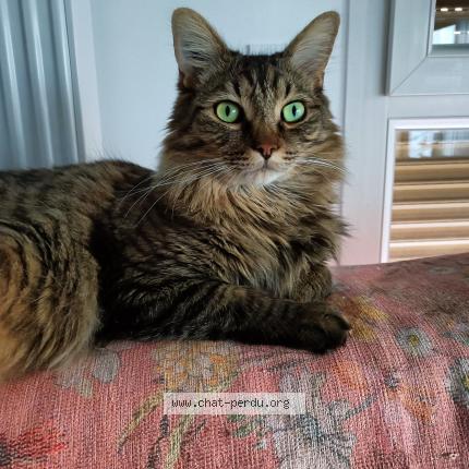 Foto 1/1 KID Chat perdido en Rillieux la pape