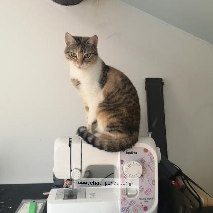 Foto 1/1 Poupinette Chat perdido en Saint etienne