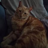 Foto de un gato reunido en Chesterfield