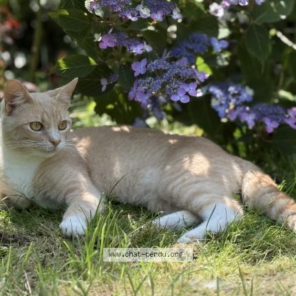 Foto 1/1 Serpolet Chat perdido en Louviers