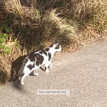 Foto 1/1 Gato encontrado Encontrado en Orly