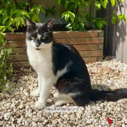 Foto 1/1 uno Chat perdido en Saint germain les corbeil