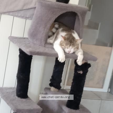 Foto 1/1 Joy Chat perdido en Saint jean de muzols