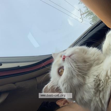 Foto 1/1 Simba Chat perdido en Lahore