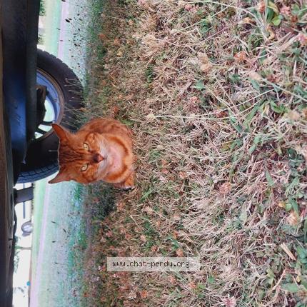 Foto 1/1 Gato encontrado Encontrado en Villeneuve au chemin