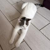 Foto del gato perdido en Mauzac