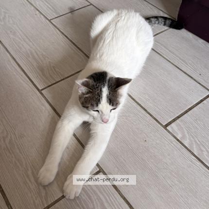 Foto 1/1 Canaille Chat perdido en Mauzac