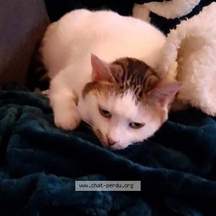 Foto 1/1 Gato encontrado Perdido en Le petit quevilly