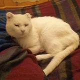 Foto del gato perdido en Crouy En Thelle