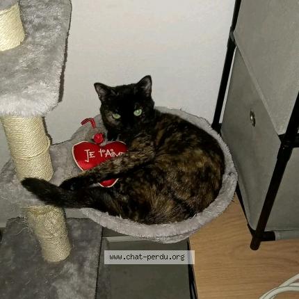 Foto 1/1 Marvelle Chat perdido en Narbonne