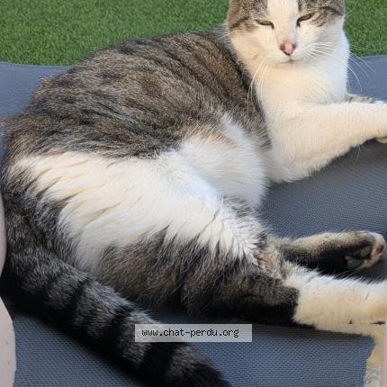Foto 1/1 Grizou Chat perdido en Menchhoffen