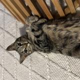 Foto del gato perdido en Lausanne