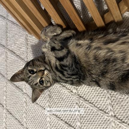 Foto 1/1 Simba Chat perdido en Lausanne