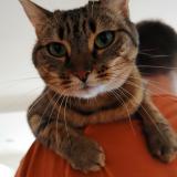 Foto del gato perdido en Bons En Chablais