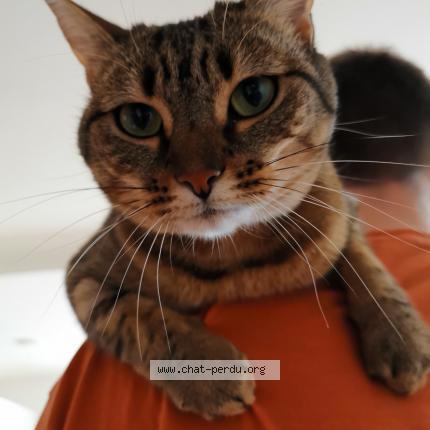 Foto 1/1 Akira Chat perdido en Bons en chablais