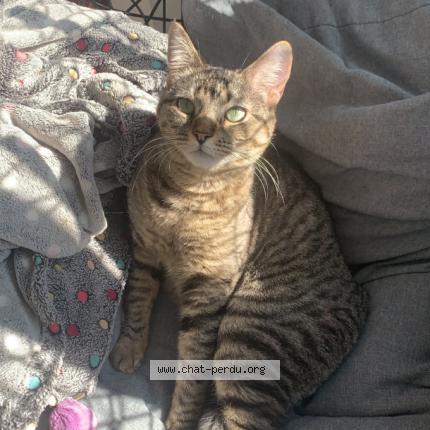 Foto 1/1 Skinie Chat perdido en Castelnau le lez