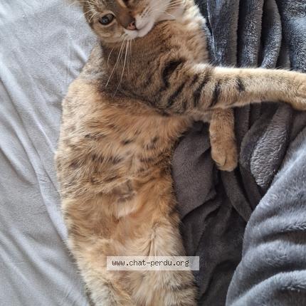 Foto 1/1 Athena Chat perdido en Montignies sur sambre