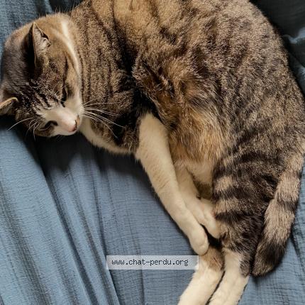 Foto 1/1 Paddington Chat perdido en Fourqueux