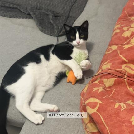 Foto 1/1 Bobby Chat perdido en Nantes